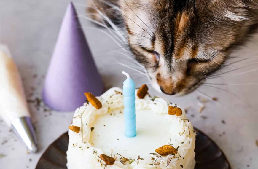 Cat Birthday Cake Recipe | The Recipe Critic