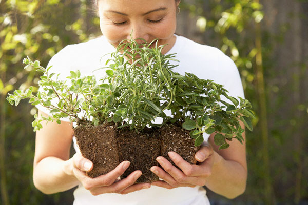 Herbal Management Of Breast Cancer