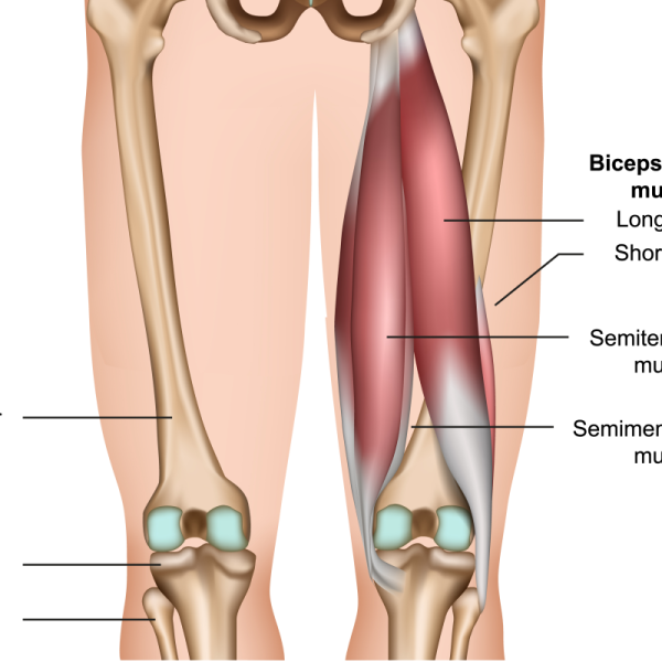 30 Best Hamstring Exercises of All Time